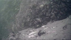 1000000581.mp4Волга гл.5м.30.08.2025г.