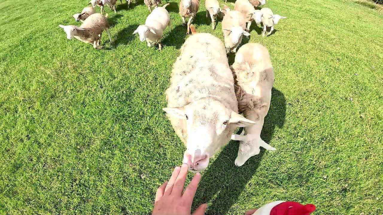 Он убил её ! Доставка до дома ! Овцы будут гулять тут ! ХУТОР В ЛЕСУ №787 смотреть онлайн