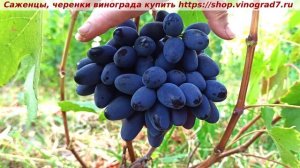 Виноград 6-7.08. 25- Новичок. Первая сигналка на молодом посаженном кустике- впечатляет размер, вкус