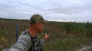 Охота на полях подсолнуха. С засидки на голубя.