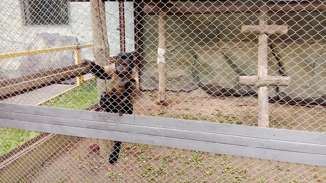 Зоопарк планета обезьян. Бурый капуцин.