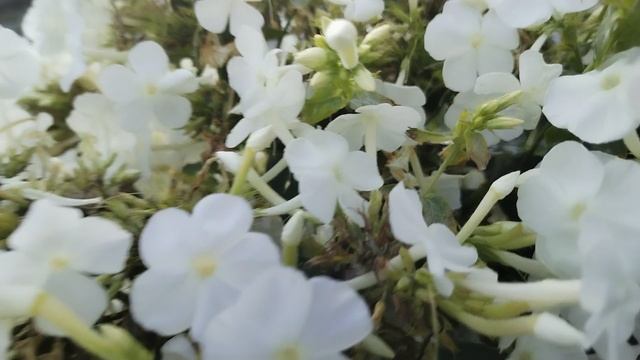 Дача. Небольшая прогулка. смотреть онлайн