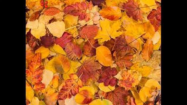 Видео. Осенняя мелодия. Для Души. смотреть онлайн