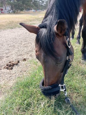 Маша, Лиза и Крутова.