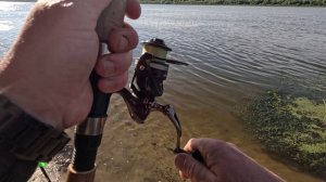 ХИЩНИК ЛОВИТСЯ НА ЖИВЦА! РЫБАЛКА НА ОКЕ!