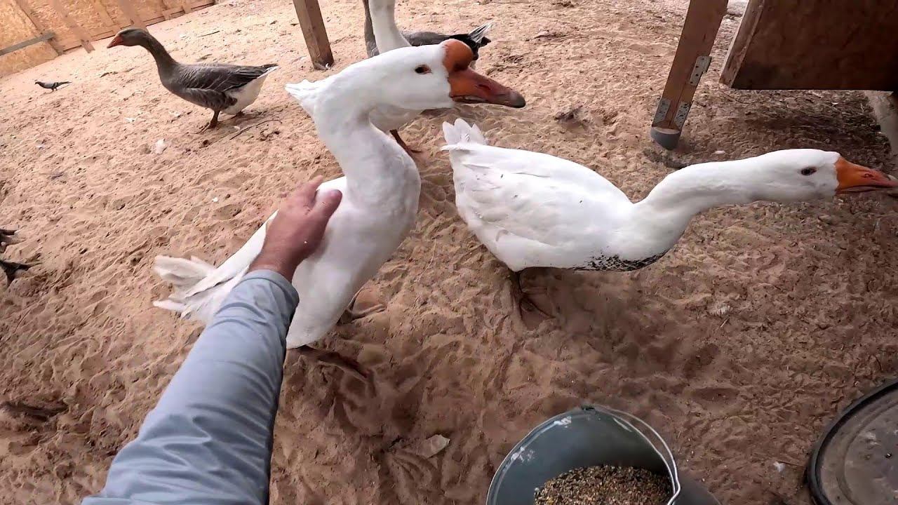 Сенник на зиму готов ! Площадку выровнил ! ХУТОР В ЛЕСУ №797 смотреть онлайн