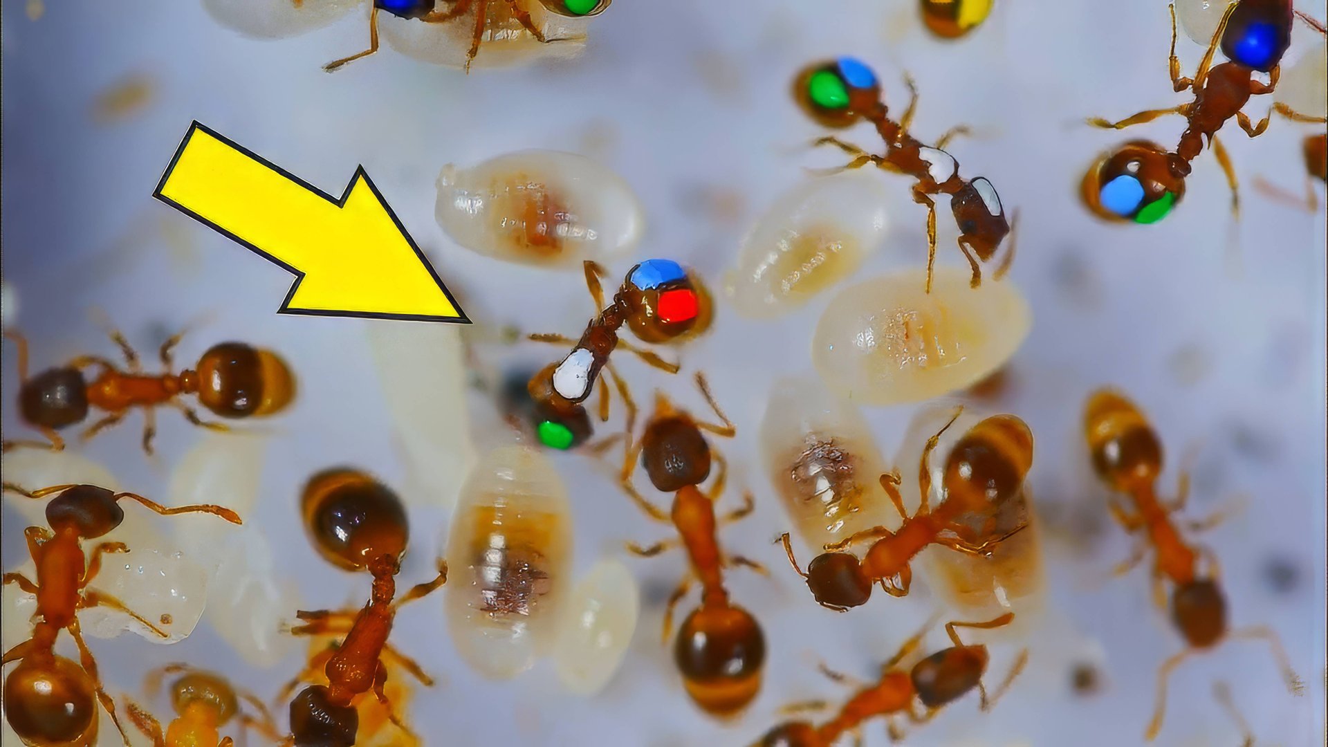 Ленивые Муравьи! Что если покрасить муравьев и проследить за ними? Разноцветные муравьи. смотреть онлайн