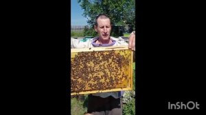 Своя вощина, как тянут пчелы