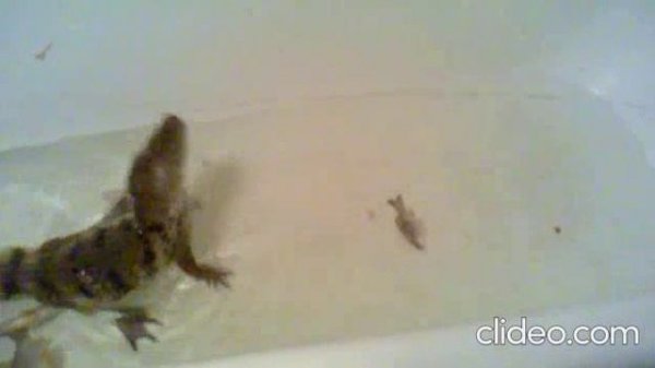 Крокодил.mp4