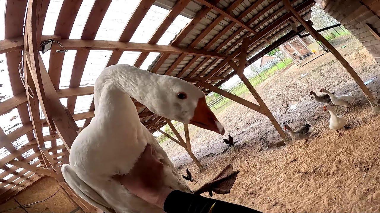 Горы песка ! Склад для сена ! Забор и ворота починил ! ХУТОР В ЛЕСУ №788 смотреть онлайн