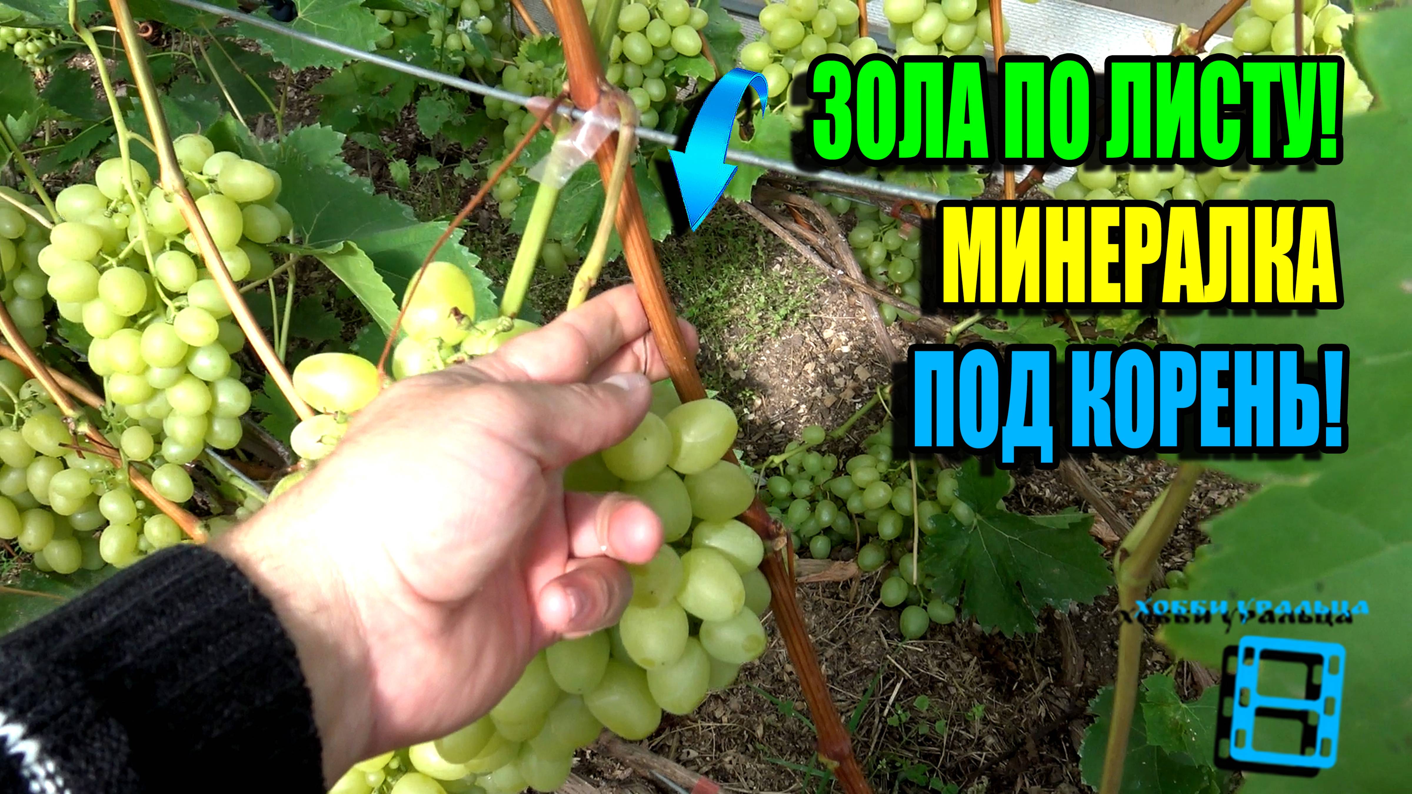 ОЧЕНЬ ВАЖНО ПРОДОЛЖАТЬ ЭТО ДЛЯ ВЫЗРЕВАНИЯ ЛОЗЫ И ЯГОД! СЕВЕРНЫЙ ВИНОГРАДНИК 25-31 смотреть онлайн