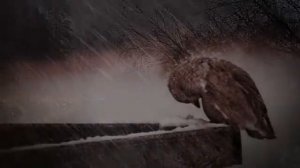 Елена Фролова  -  Греческая песня. Музыка Микиса Теодоракиса