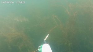 два промоха по крупным карпам