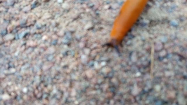 слизень в Терлецком парке (30.08.2025)