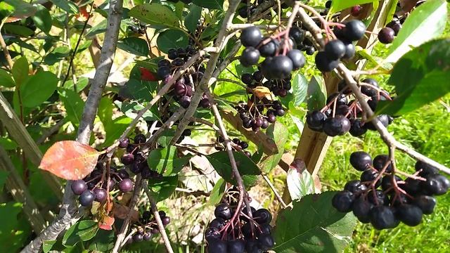 Черноплодная рябина на дачном участке