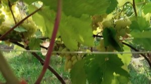 Виноград Валёк и Бананас на 29.08.25 🍇