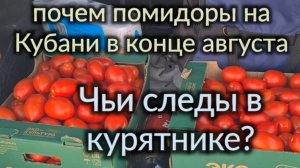 Ейск. В поисках стружки. Помидоры почти даром. Заготовки на зиму. Ремонт курятника.