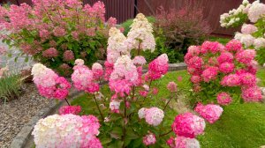 Отзыв о гортензии метельчатой "Самарская Лидия".