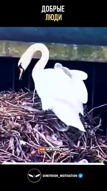 Добрые люди которые не прошли мимо #добро смотреть онлайн