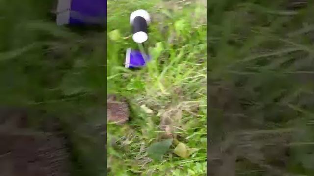 гуляем нашли ёжика в чек.