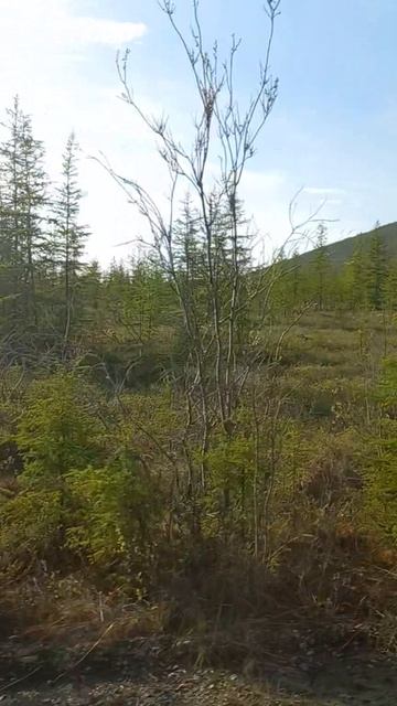 Чукотка Билибино #путешествияпороссии #суровыйкрай #крайсвета #Заполярье #лето2025 #нашастрана #топ