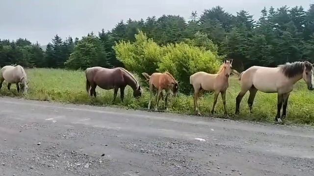 Хозяева леса