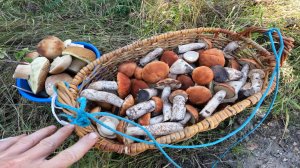 СБОР БЕЛЫХ ГРИБОВ 31 АВГУСТА