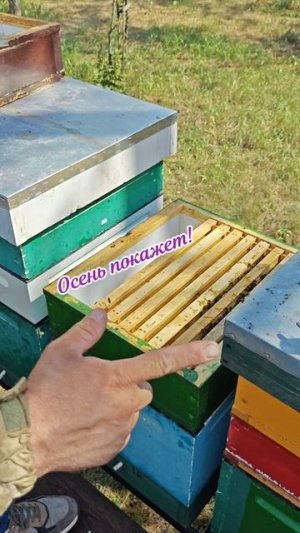 Матëрые пчеловоды ругают...)