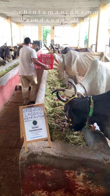 24 - 30 августа. Видеоотчет о кормлении коров смотреть онлайн