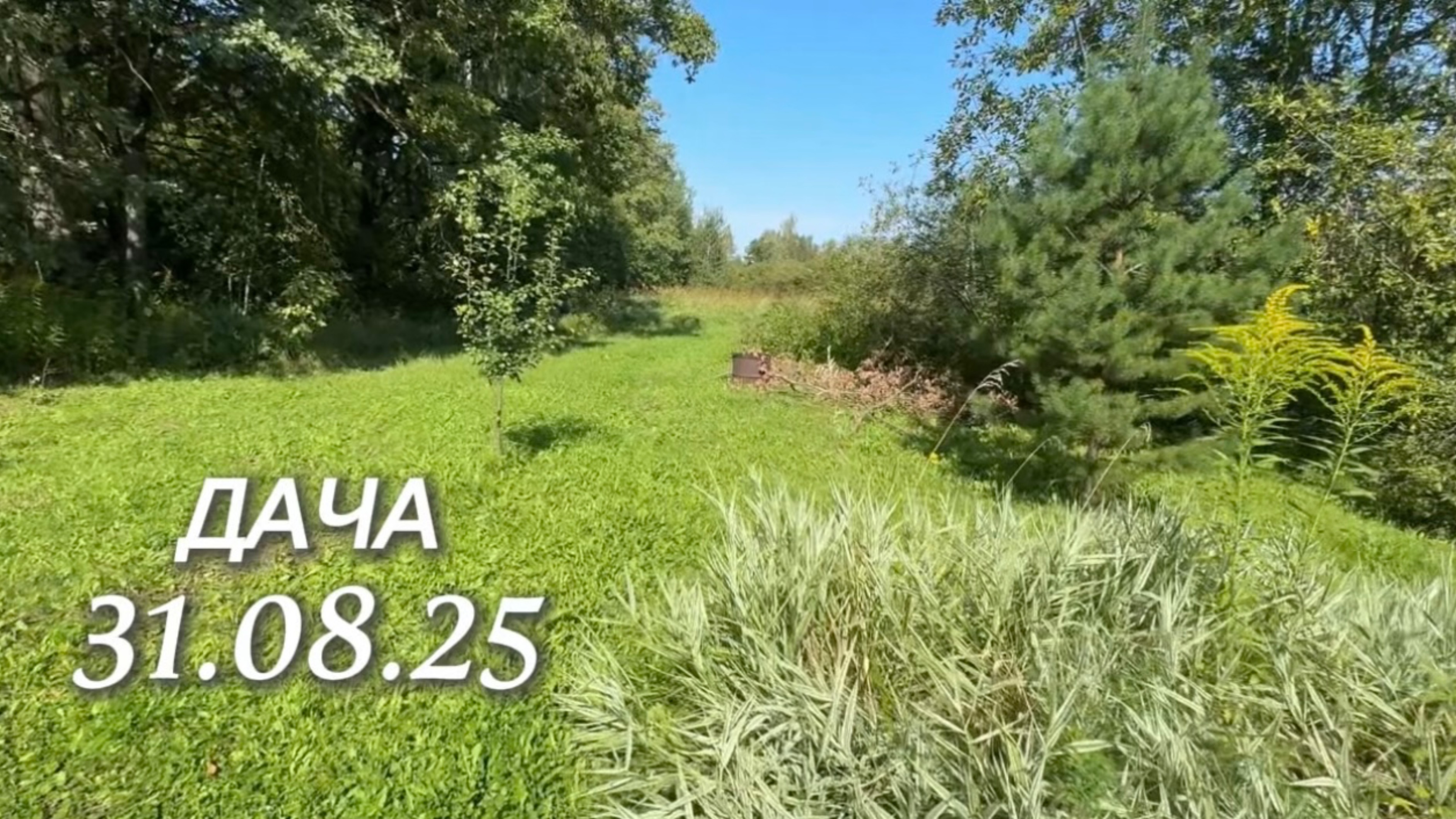 ДАЧА 31.08.2025. РАСЦВЕЛ КЛЕМАТИС смотреть онлайн