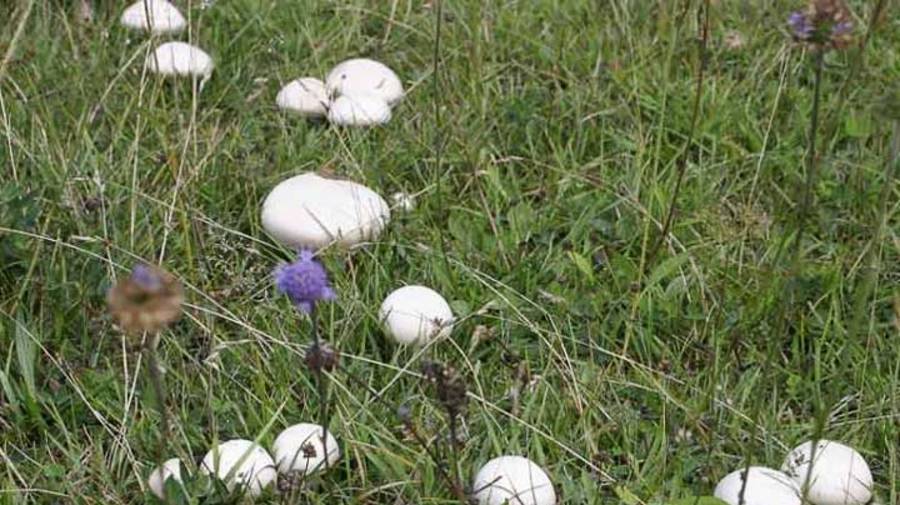 В поисках диких шампиньонов