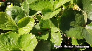 Клубника Гирлянда в конце лета! Вкусно!