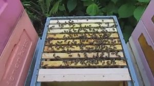 пчела Монтикола , ставлю второй корпус в малоформатном улье на рамку 285 х 230 мм , 30.08.2025