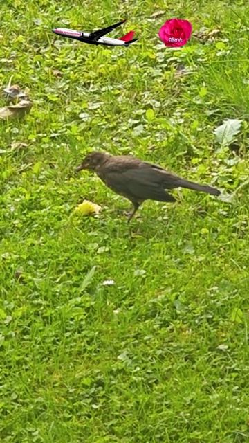 Дрозд съел большое яблоко смотреть онлайн