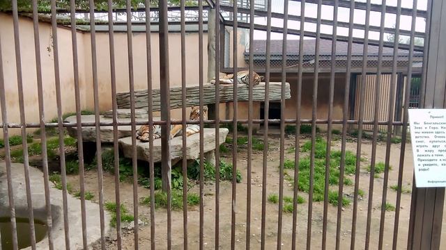 Зоопарк планета обезьян. Бенгальский тигр.