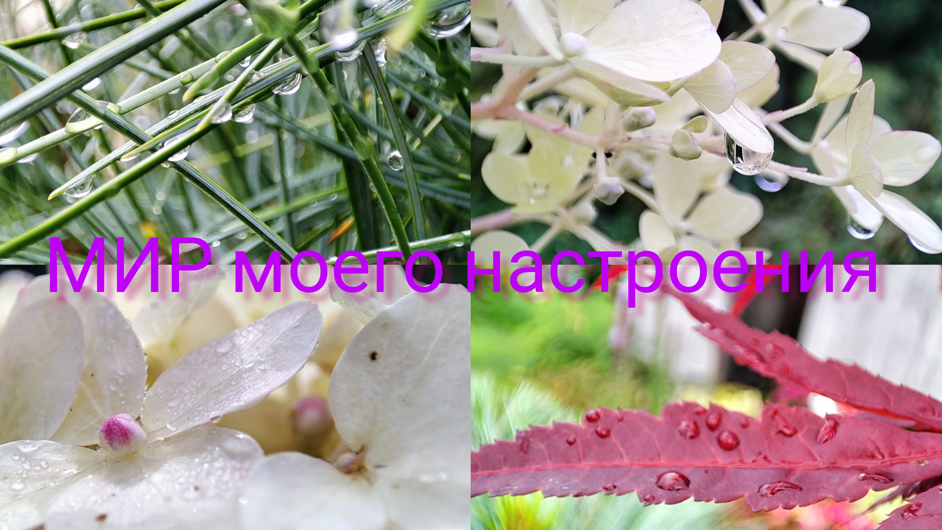 25.08.25 Дача.После дождя.Работы в саду. смотреть онлайн