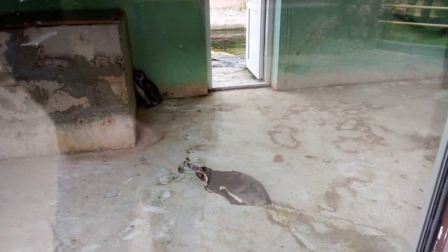 Зоопарк планета обезьян. Пингвины Гумбольдта.