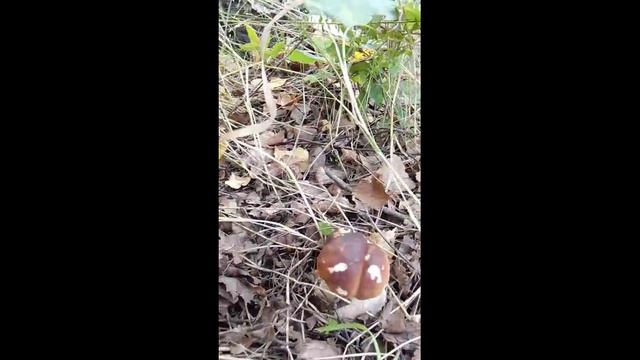 Mushrooms
