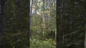 Длинное