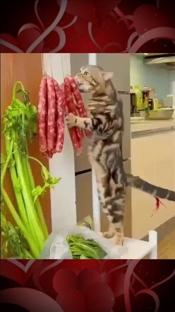 Кот и колбаса смотреть онлайн