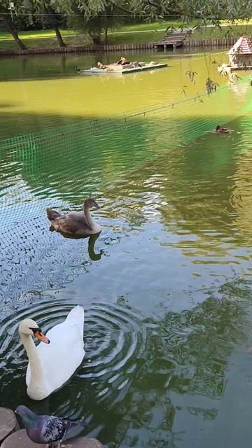 лебеди смотреть онлайн