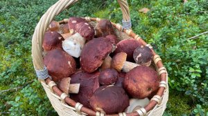 Грибное удовольствие от сбора белых грибов