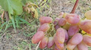 Соборный и Урядник