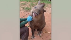 BRAIN TIME.  Funny Pet Grooming Fails and Vet Visit Reactions