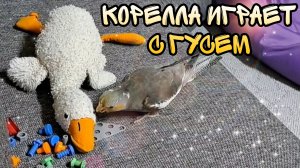 Смешные ситуации с попугаем кореллой Евой. Или как Ева играет с игрушками