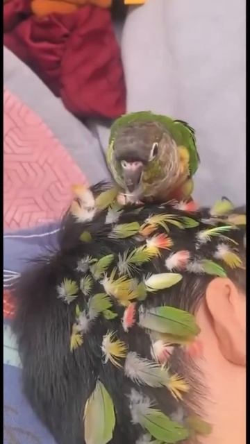 Лучший мастер Барбершопа, запись по телефону .... смотреть онлайн