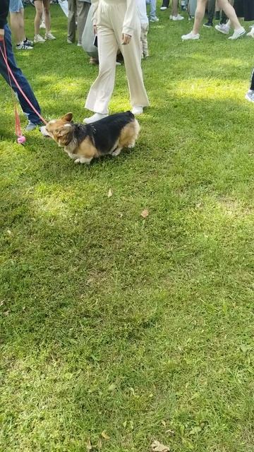 300 королевских хвостов на ВДНХ парад 30 августа (61) смотреть онлайн