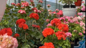 Обзор пеларгоний корейской селекции. 31.08.2025 г.