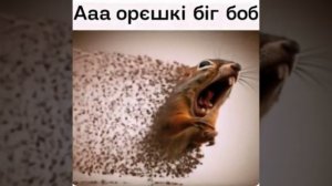 орешки бигбоб