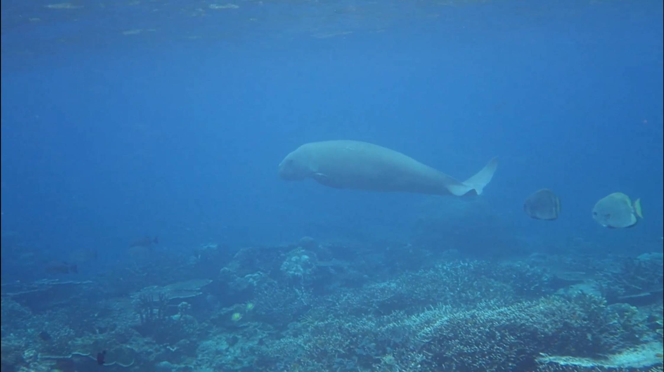 Cape Mansuar Yenbuba Ransiwor 2025